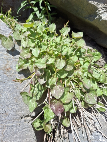 French Sorrel