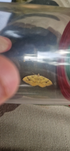 Yellow Shell Moth