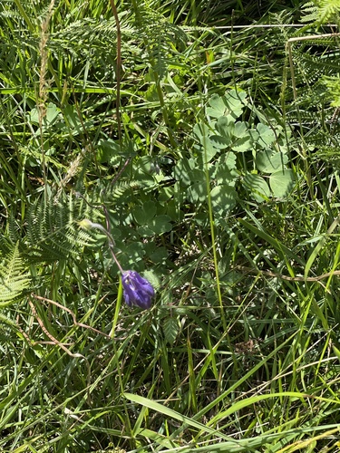 common columbine