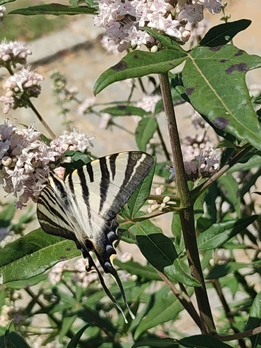 Iberian Scarce Swallowtail