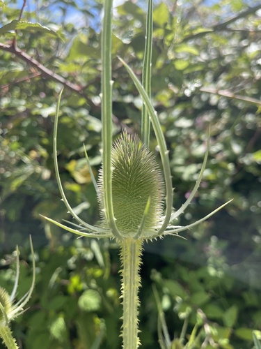 wild teasel