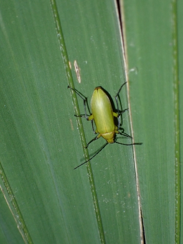 Cteniopinus hypocrita