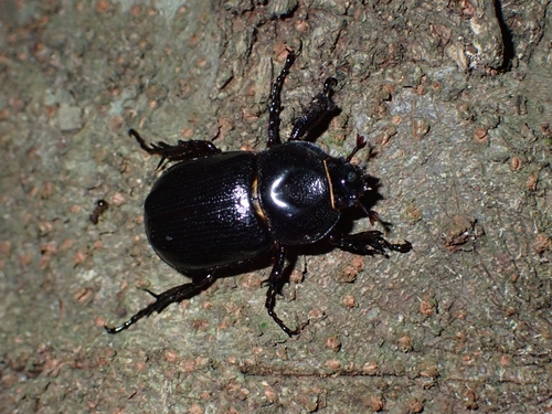 Eophileurus chinensis chinensis