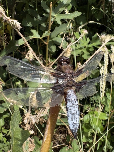 Broad-bodied Chaser