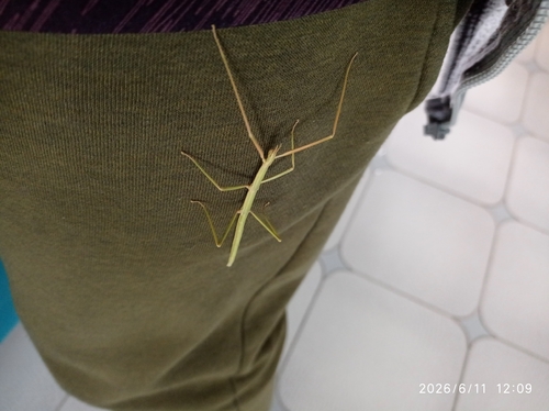French stick insect
