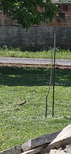 Common Hoopoe