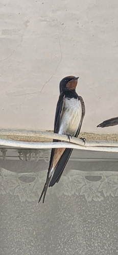 Barn Swallow