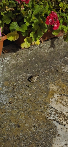 Green Toad