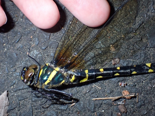 Macromia amphigena amphigena