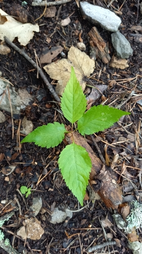 wild cherry