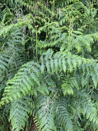 common bracken