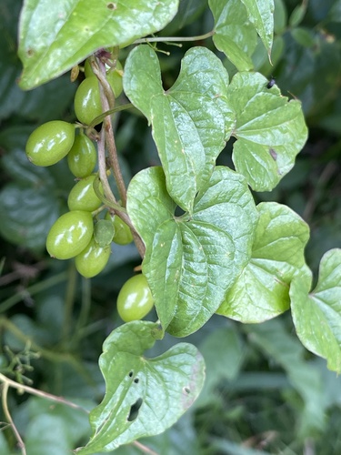 Black Bryony