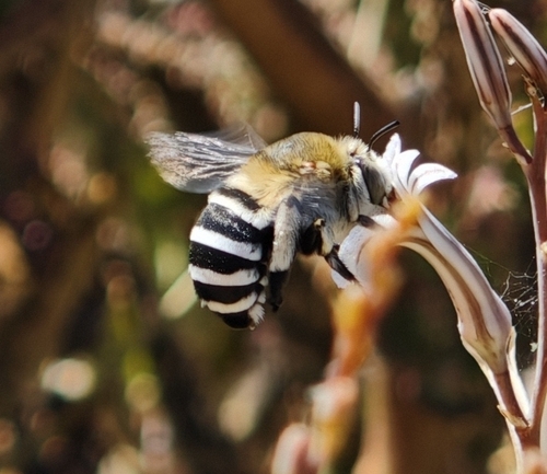 Four-striped Digger Bee