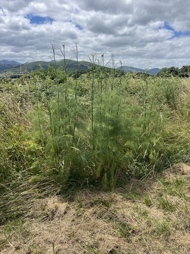 fennel