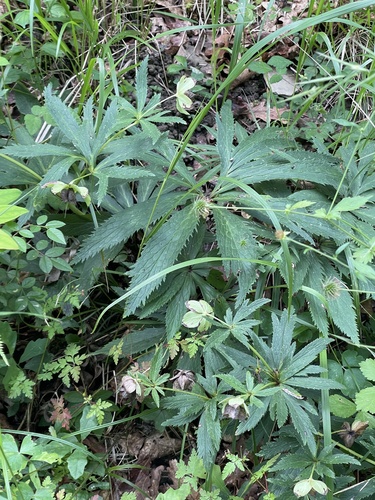 Green Hellebore