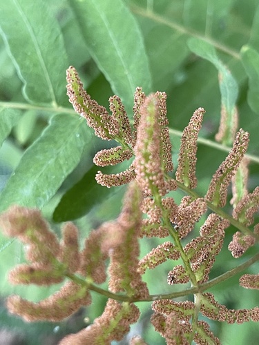 European royal fern