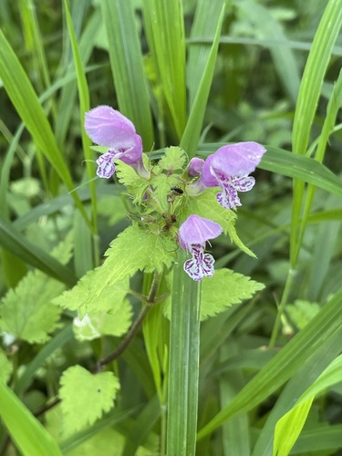 Spotted deadnettle