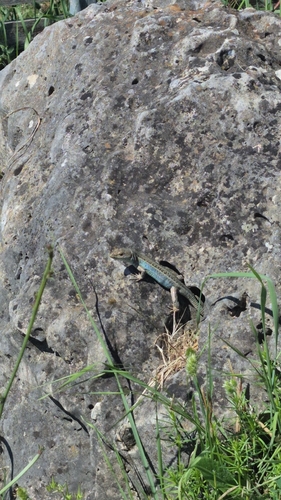 Eastern Peloponnese Wall Lizard