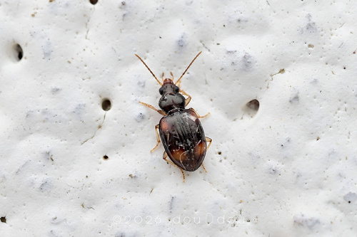 Elaphropus