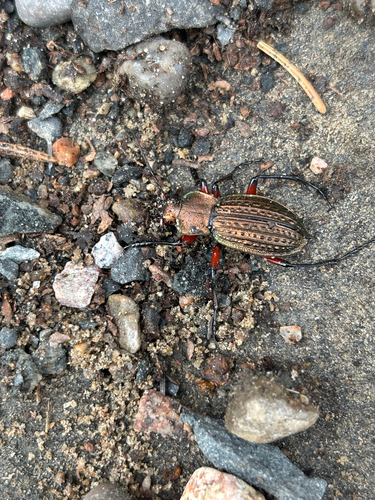 Carabus cancellatus