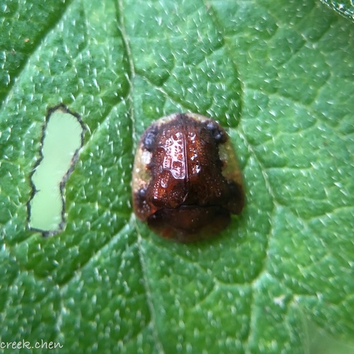 Cassida vespertina · iNaturalist