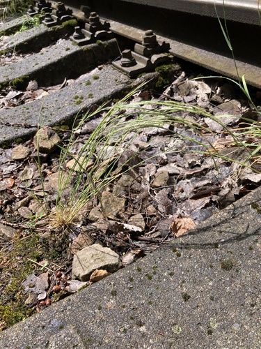 rattail sixweeks grass
