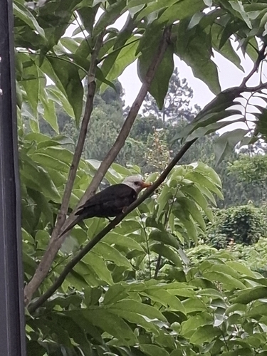 Black Bulbul