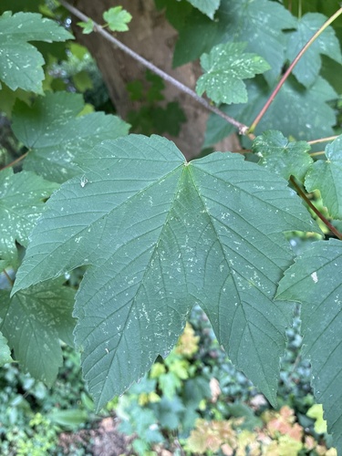 sycamore maple