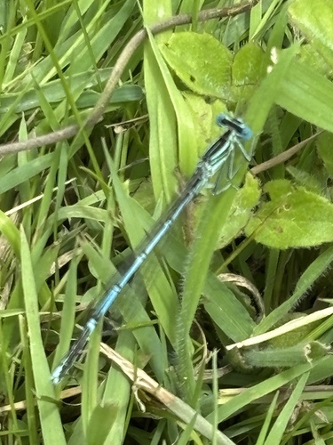 Blue Featherleg