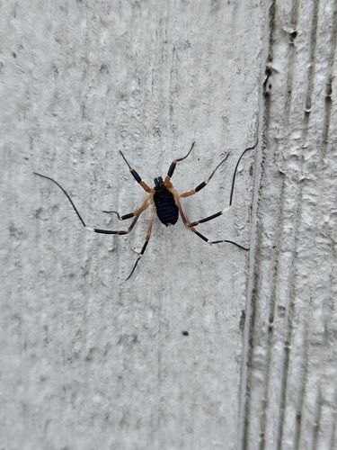 Dalquestia formosa