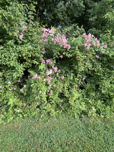 climbing prairie rose