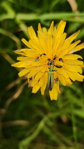 Thick-legged Flower Beetle