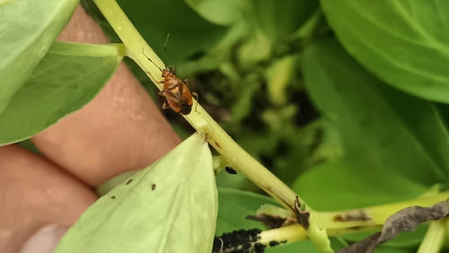 red-spotted plant bug