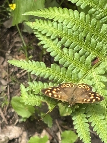Speckled Wood