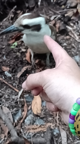 Laughing Kookaburra