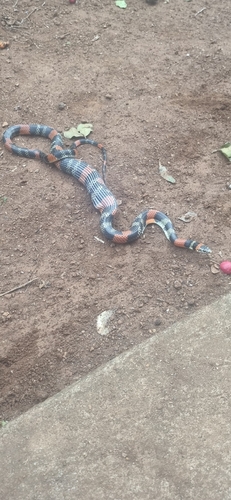 Brazilian False Coral Snake