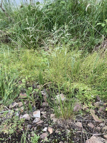 red fescue