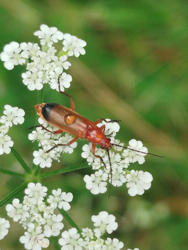 Common Red Soldier Beetle