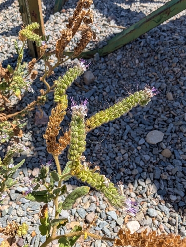 gypsum phacelia