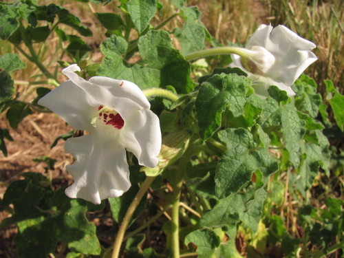 Craniolaria annua