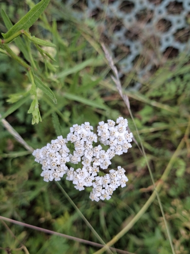 common yarrow