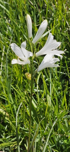 St Bruno's Lily