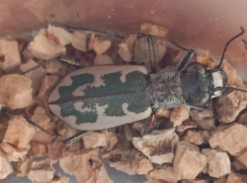 Cephalota chiloleuca