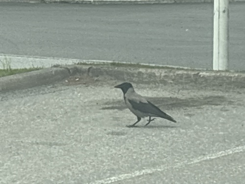 Hooded Crow