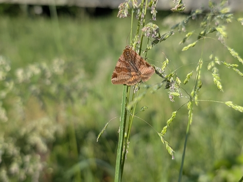 Burnet Companion