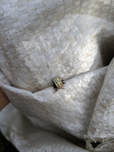 Spinybacked Orbweaver