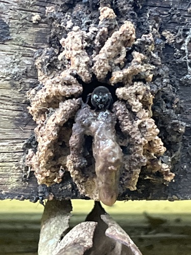 Four-striped Melipona