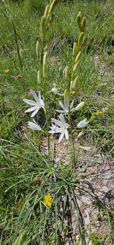 St Bernard's Lily