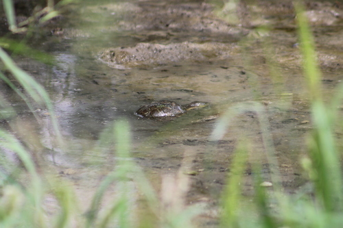 Yellow Mud Turtle