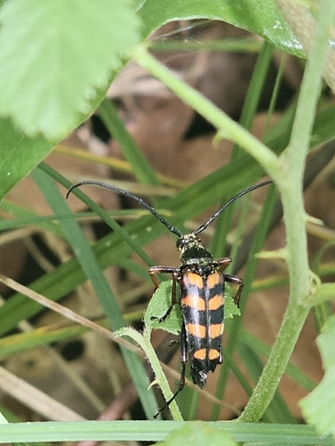 hornet beetle
